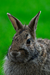 Closeup of a Common Rabbit Face on a Backyard at a Suburban Home