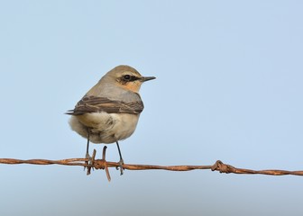 Northern Wheatear or Wheatear - Oenanthe oenanthe, Crete	