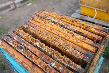 the bees are sitting on honeycombs lying on the top of the hive