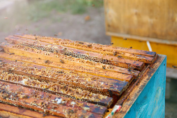 the bees are sitting on honeycombs lying on the top of the hive