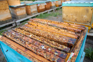 the bees are sitting on honeycombs lying on the top of the hive
