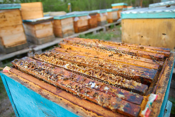 the bees are sitting on honeycombs lying on the top of the hive