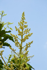 mango flower on tree