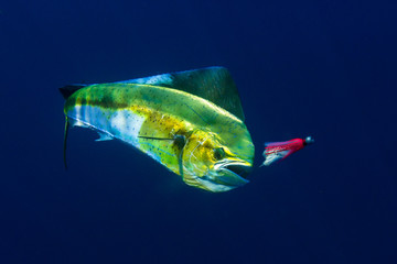 A female Mahi Mahi or Dolphin puts up a fight.