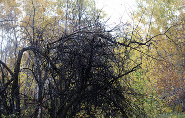  old tree