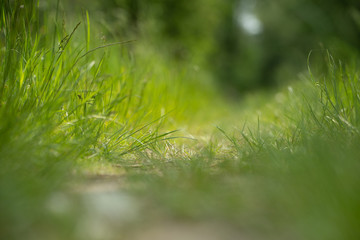 Gras Textur oder Hintergrund