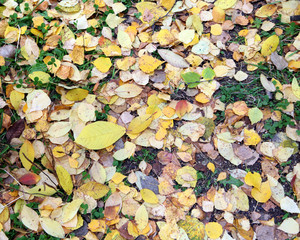 autumn leaves background