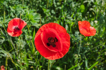 poppy field at the morning