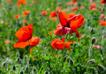 poppy field at the morning