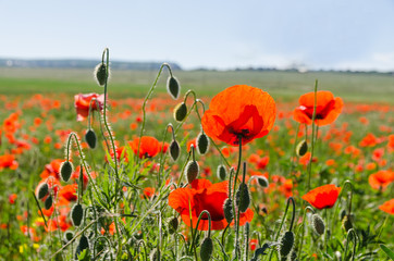 poppy field at the morning