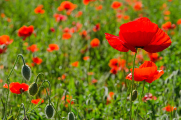 poppy field at the morning