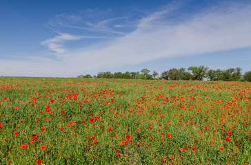 poppy field at the morning