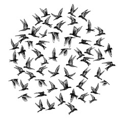 Set of black hand drawn strokes birds, flock. Drawing sketch. On white background. Inspirational body flash tattoo ink.  Vector.