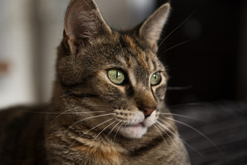 Katze schaut aufmerksam nach rechts