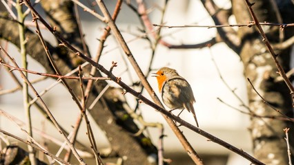 Cheerful European Robin (Erithacus rubecula). Spring in Sochi. Russia.