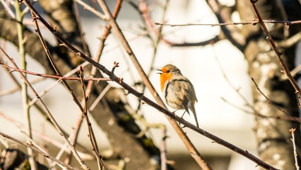 Cheerful European Robin (Erithacus rubecula). Spring in Sochi. Russia.