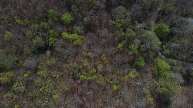 Spring, Beech forest, Altube, Gorbeia Natural Park, Alava, Bizkaia, Basque Country, Spain, Europe