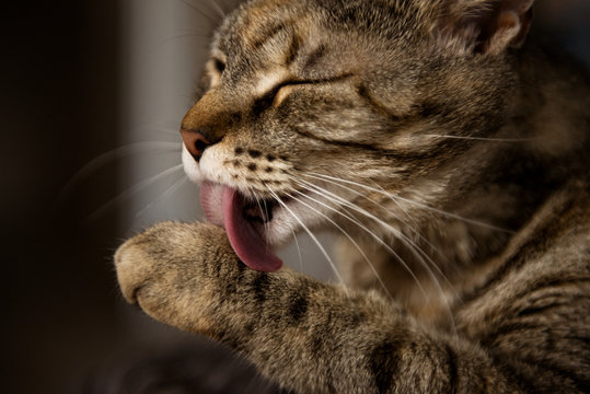 Katze putzt sich