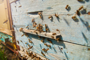 Obraz na płótnie Canvas Close up of flying bees. Wooden beehive and bees. Plenty of bees at the entrance of old beehive in apiary. Working bees on plank. Frames of a beehive. 
