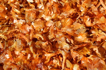 Texture dry onion husk golden color background