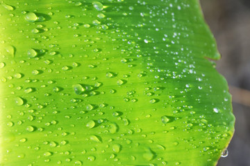 water drop on green banana leaf