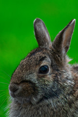Closeup of a Common Rabbit Face on a Backyard at a Suburban Home