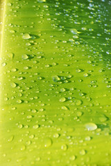 water drop on green banana leaf