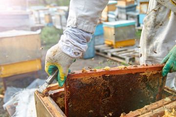 beekeeper in gloves and a beekeeper's costume checks beehives with bees, preparing for collecting honey, caring for frames with honeycombs