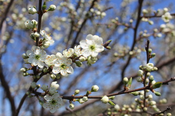 Small flowers of cherry blossom in spring
