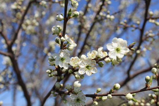 Small flowers of cherry blossom in spring