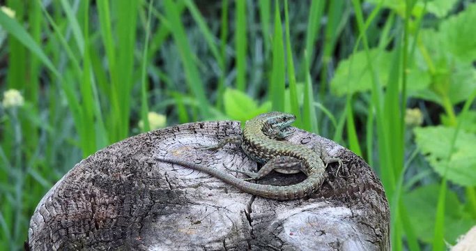 Common Wall Lizard on the Wooden Pole, Podarcis Muralis. Close Up View / Macro Shot, South-East of France, Europe - DCi 4K Resolution