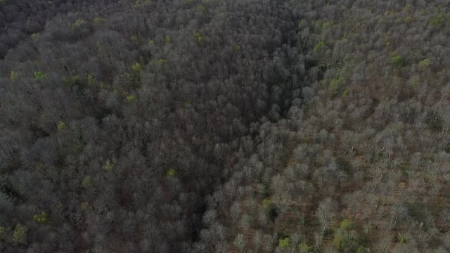 Spring, Beech forest, Altube, Gorbeia Natural Park, Alava, Bizkaia, Basque Country, Spain, Europe