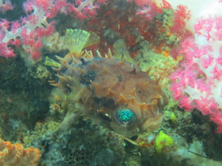 Pez globo en lembeh