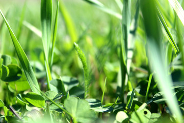 Texture green juicy tall grass on a summer summer day