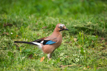 Jay on the grass in the summer