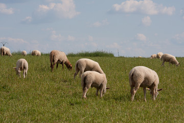 Fototapeta premium brebis