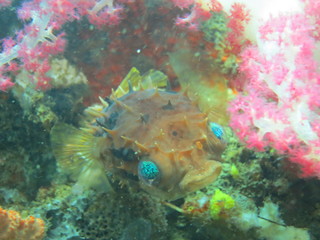 Pez globo en lembeh