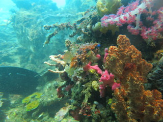 Pez globo en lembeh