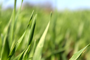 Texture green juicy tall grass on a summer summer day