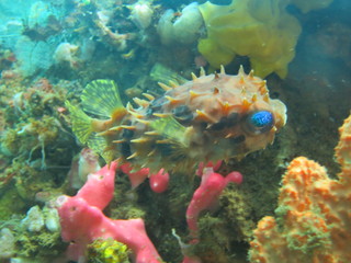 Pez globo en lembeh