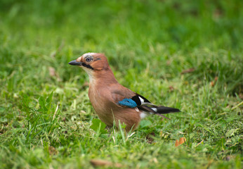 Jay on the grass in the summer