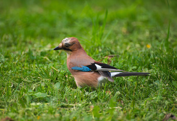 Jay on the grass in the summer
