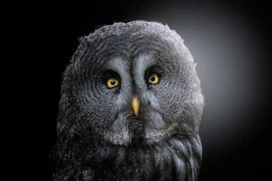 Head of fluffy great grey owl with yellow eyes and beak looking at camera and standing in back lit