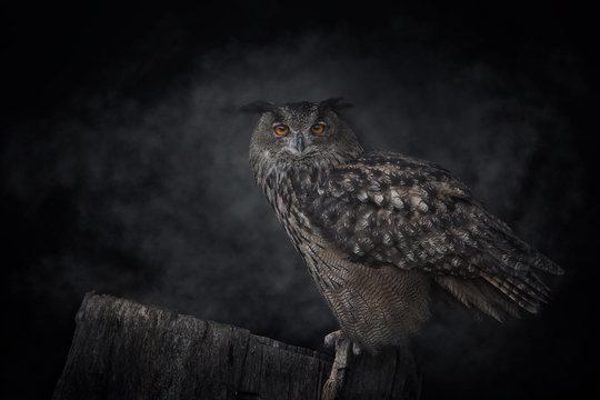 Grey owl standing on tree