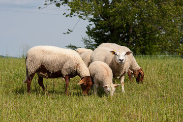 Obraz na płótnie Canvas groupe mouton