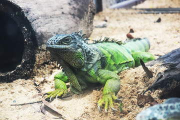 green iguana