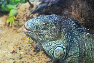 green iguana