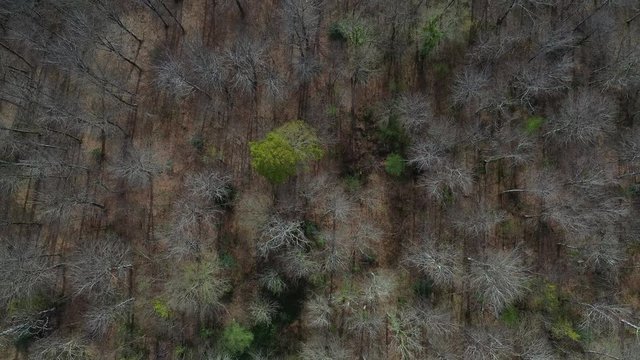 Spring, Beech forest, Altube, Gorbeia Natural Park, Alava, Bizkaia, Basque Country, Spain, Europe