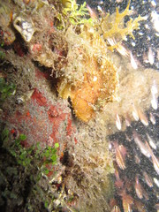 Pez sapo en lembeh