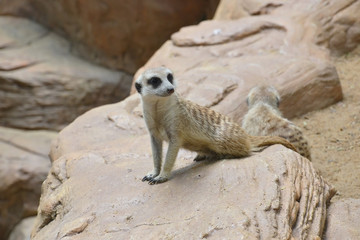 cute meerkat